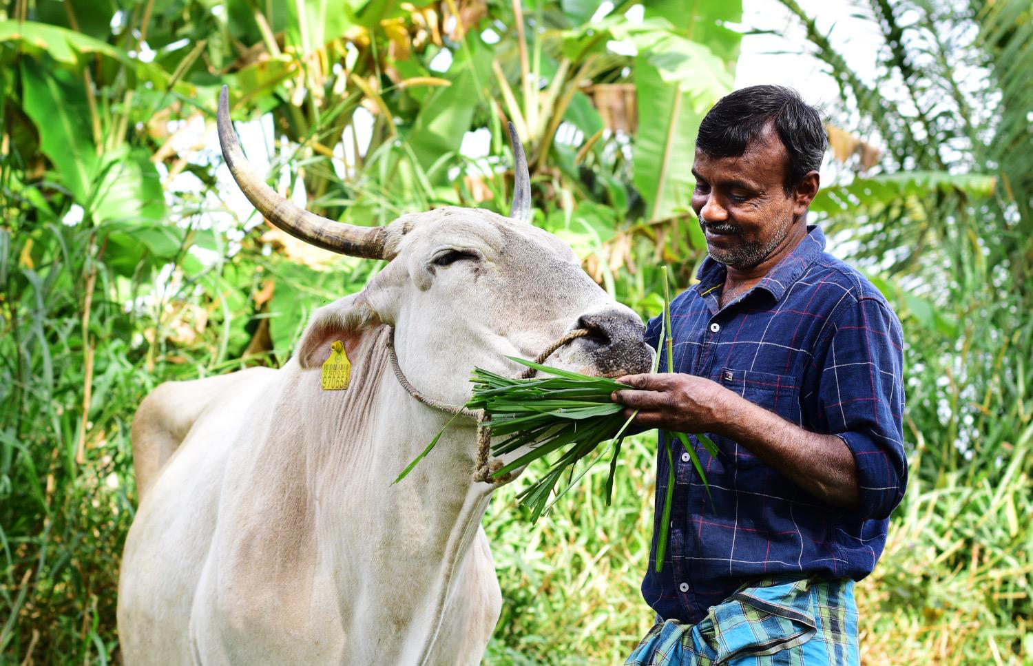 Livestock farmer